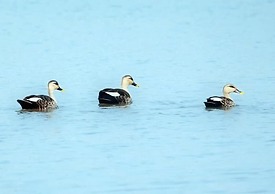 Thour Nature Resorts