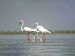 Thour Nature Resorts