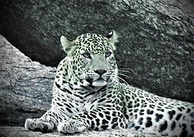 Thour Nature Resorts