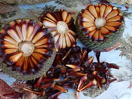 Pousada Recanto dos Pôneis