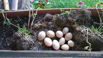 Pousada Recanto dos Pôneis
