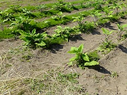 Village Hill Juvankan