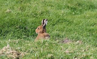Great Blasket Island Accommodation