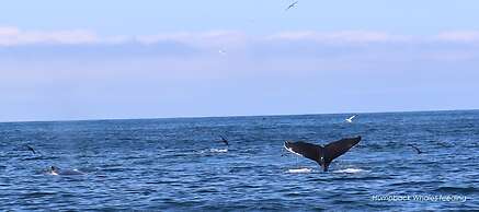 Great Blasket Island Accommodation