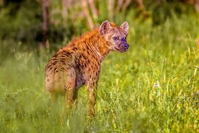 Africamps at Hoedspruit