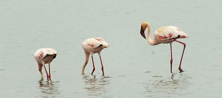 Africamps at White Elephant Safaris