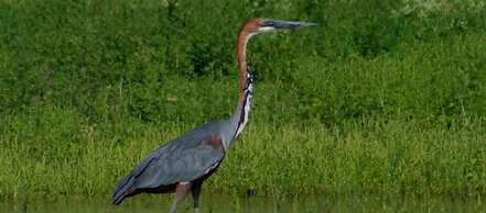 Africamps at White Elephant Safaris