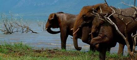 Africamps at White Elephant Safaris