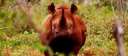 Africamps at White Elephant Safaris