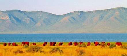 Africamps at White Elephant Safaris