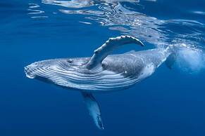 Saboga Lodge and Villa Noelia