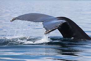 Saboga Lodge and Villa Noelia