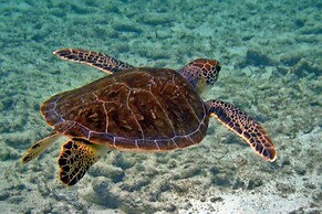 Saboga Lodge and Villa Noelia