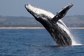 Saboga Lodge and Villa Noelia