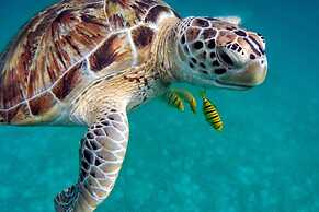 Saboga Lodge and Villa Noelia