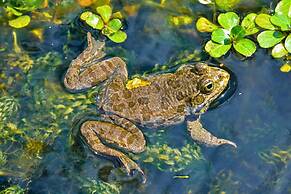 Saboga Lodge and Villa Noelia