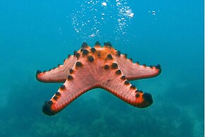 Saboga Lodge and Villa Noelia