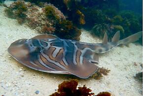 Saboga Lodge and Villa Noelia