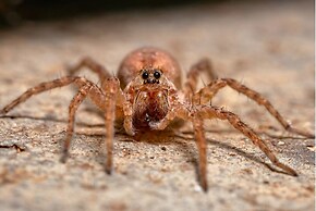 Saboga Lodge and Villa Noelia