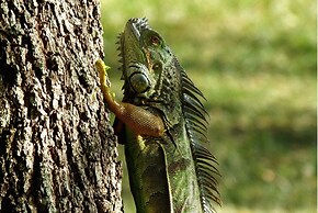 Saboga Lodge and Villa Noelia