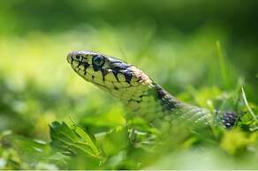 Saboga Lodge and Villa Noelia