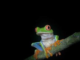 Cabinas Ecogarden Arenal