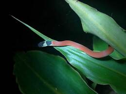 Cabinas Ecogarden Arenal