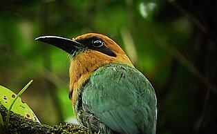 Cabinas Ecogarden Arenal