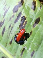 Cabinas Ecogarden Arenal