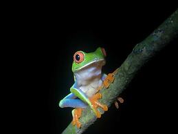 Cabinas Ecogarden Arenal