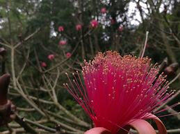 Cabinas Ecogarden Arenal