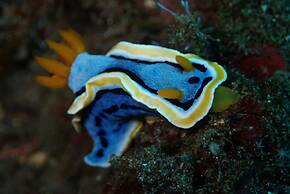 Jukung Dive Resort Bali