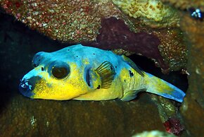 Jukung Dive Resort Bali