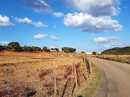 Gato Preto de Silves