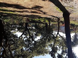 Gato Preto de Silves