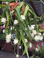 Smile Home Guesthouse