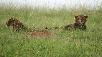 Global Village Hotel