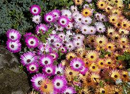 Heilsustofnun Spa Apartments