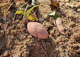 Anmyeondo In You Pension