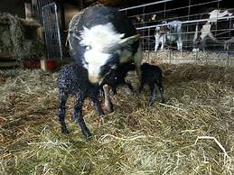 Ásólfsskáli Cottage