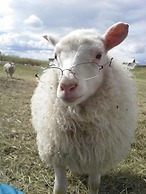 Guesthouse Steindórsstadir