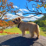 Hakuba Powder Mountain