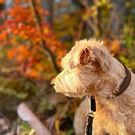 Hakuba Powder Mountain