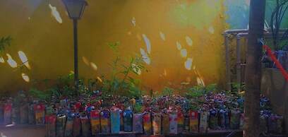 Pousada Plantar e Cuidar