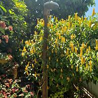 Pousada Plantar e Cuidar