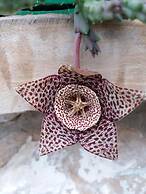 Sa domu de ziu Antoneddu