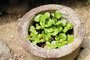 Chikugoyoshii Machiyayado Ikuha