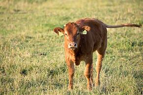 Steigmatt Bauernhof - Erlebnis