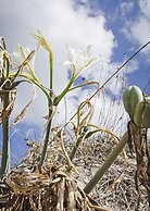 Angela Thalia Apartments