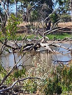 Deniliquin Pioneer Tourist Park